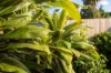 72 Callum Street, Mooroobool, Qld 4870-Image