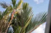 72 Callum Street, Mooroobool, Qld 4870-Image