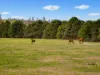 72 Little River Road, Braidwood, NSW 2622-Image