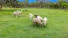 72 Streeter Drive, Agnes Water QLD 4677-Image
