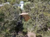 73 Bayley Road, Blacksoil QLD 4306-Image