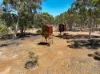 73 Caladenia Drive, Coondle, WA 6566-Image