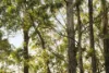 73 Forest Drive, Repton, NSW 2454-Image