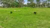 73 Glencoe Road, Glencoe, SA 5291-Image