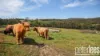 73 Johnstons Road, Hillwood, Tas 7252-Image