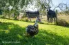 74 Victoria Road, Ranelagh, Tas 7109-Image