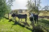 74 Victoria Road, Ranelagh, Tas 7109-Image