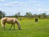 75 East Street, Macksville, NSW 2447-Image
