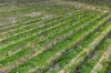 75 Germein Road, Barmera SA 5345-Image