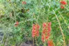 75 Tuckeroo Boulevard, Zuccoli, NT 0832-Image
