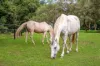 76 Kundes Road, Mount Samson, Qld 4520-Image