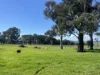 764 Back Creek Road, Gundaroo, NSW 2620