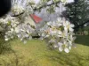 77 Foster Street, Railton, Tas 7305-Image