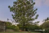 77 Homestead Street, Moorooka, Qld 4105-Image