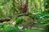 771 Left Bank Road, Mullumbimby Creek, NSW 2482-Image