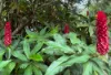 771 Left Bank Road, Mullumbimby Creek, NSW 2482-Image