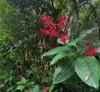 771 Left Bank Road, Mullumbimby Creek, NSW 2482-Image