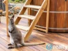 774 Arthurs Lake Road, Arthurs Lake, Tas 7030-Image