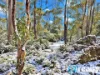 774 Arthurs Lake Road, Arthurs Lake, Tas 7030-Image