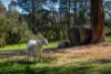78 Kirkpatricks Road, Macclesfield, Vic 3782-Image