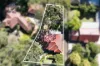 78 Sutherland Road, Beecroft, NSW 2119-Image