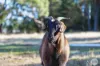785 Bells Road, Haddon, Vic 3351-Image