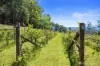 795 Gembrook-Launching Place Road, Hoddles Creek, Vic 3139-Image