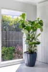 8 Anvil Street, Charlemont, Vic 3217-Image