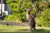 8 Booneen Burrow Road, Currumbin Valley, Qld 4223-Image