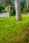 8 BUNGAN HEAD ROAD, Newport, NSW 2106-Image
