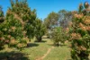 8 Carnalea Road, Moresby, WA 6530-Image