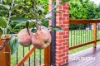 8 Caroline Court, Greenvale, Vic 3059-Image