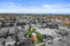 8  Centre Road, Brighton East, Vic 3187-Image