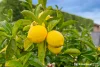 8 Cottage Road, Kingston, Tas 7050-Image