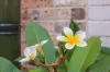 8 Excelsior Street, Leichhardt, NSW 2040-Image