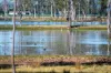 8 Fitzpatrick Court, Lake Clarendon, Qld 4343-Image