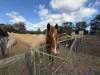 8 Grosvenor Close, Woorree, WA 6530-Image