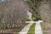 8 Groves Street, Trentham, Vic 3458-Image