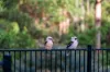 8 Mango Court, Doonan, Qld 4562-Image