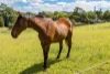 8 Moorhouse Road, Woombye, Qld 4559-Image