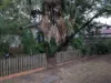 8 Newmarket Street, Hendra, Qld 4011-Image