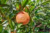 8 Palmwoods School Road, Palmwoods, Qld 4555-Image