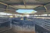 8 Sheppard Avenue, Muswellbrook, NSW 2333-Image