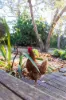 8 Springfield Park, Northdown, Tas 7307-Image