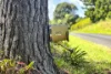 80 Dalwood Road, Dalwood, NSW 2477-Image