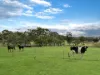 80 Normans Road, Young, NSW 2594-Image