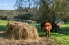 80 Schuberts Road, Lobethal, SA 5241-Image