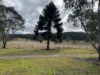 80A Tooloom Street, Legume, NSW 2476-Image