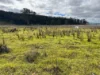 80A Tooloom Street, Legume, NSW 2476-Image