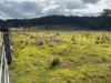 80A Tooloom Street, Legume, NSW 2476-Image